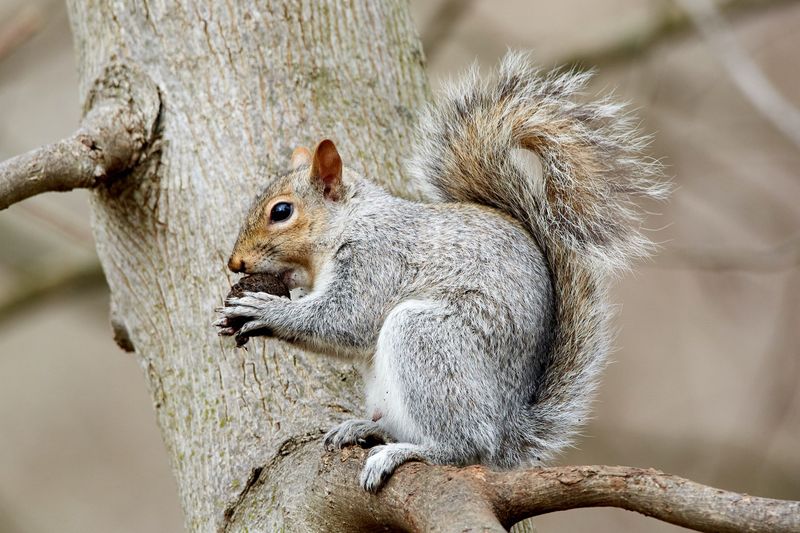 Gray Squirrel