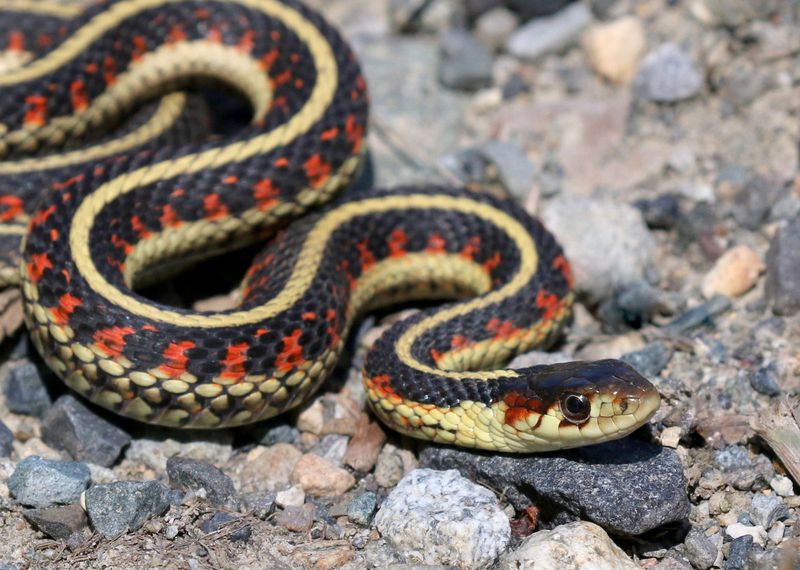 Garter Snakes