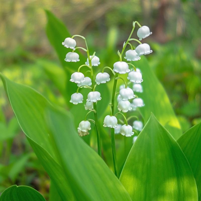 Lily of the Valley