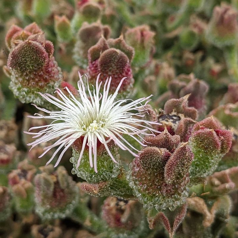 Ice Plant (Mesembryanthemum crystallinum)
