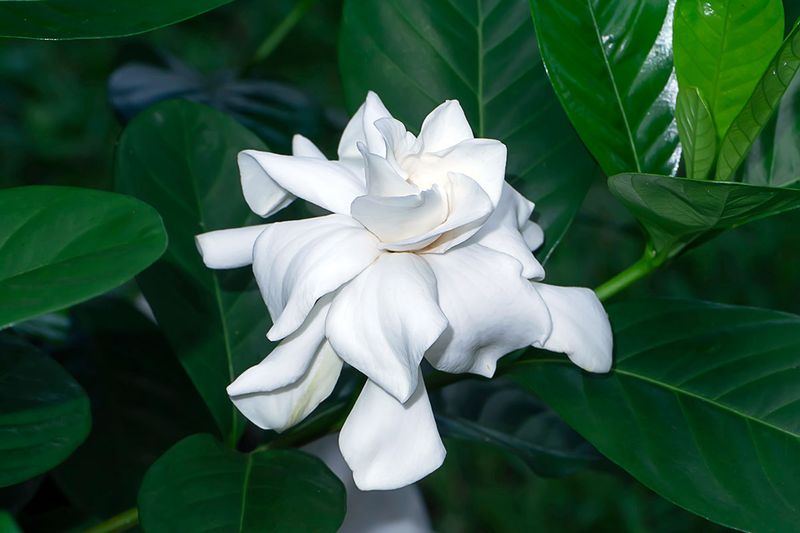 Gardenia