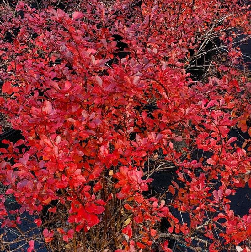 Crimson Pygmy Barberry