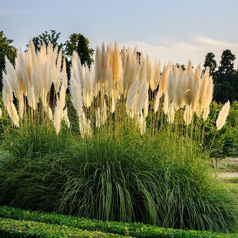 Ornamental Grass Grace