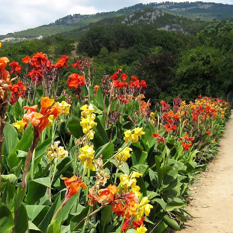 Canna Lily (Canna × generalis)