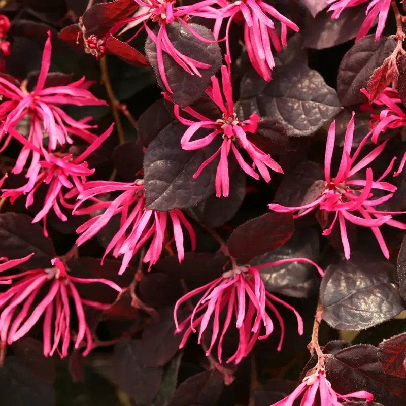 Loropetalum (Chinese fringe flower)