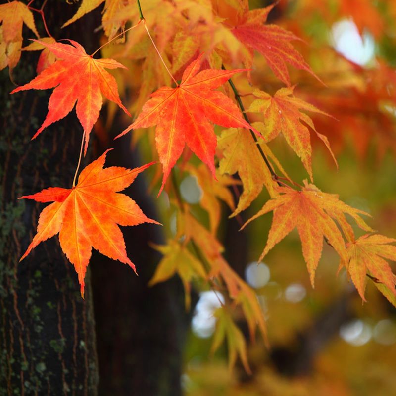Maple Tree (Acer spp.)