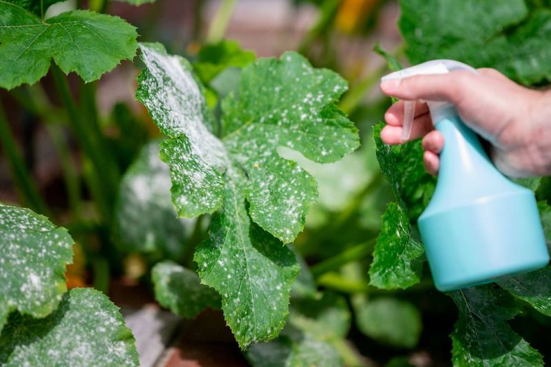 Zucchini Plants Defeated Powdery Mildew
