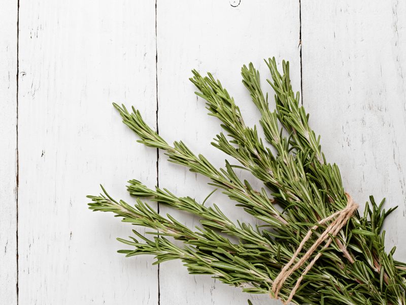 Rosemary (Rosmarinus officinalis)