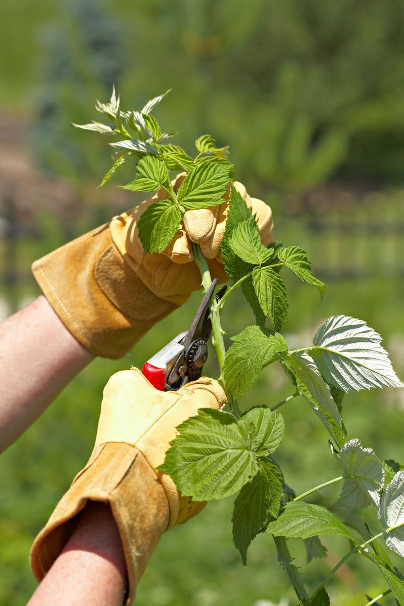 Raspberries (Summer-Bearing)