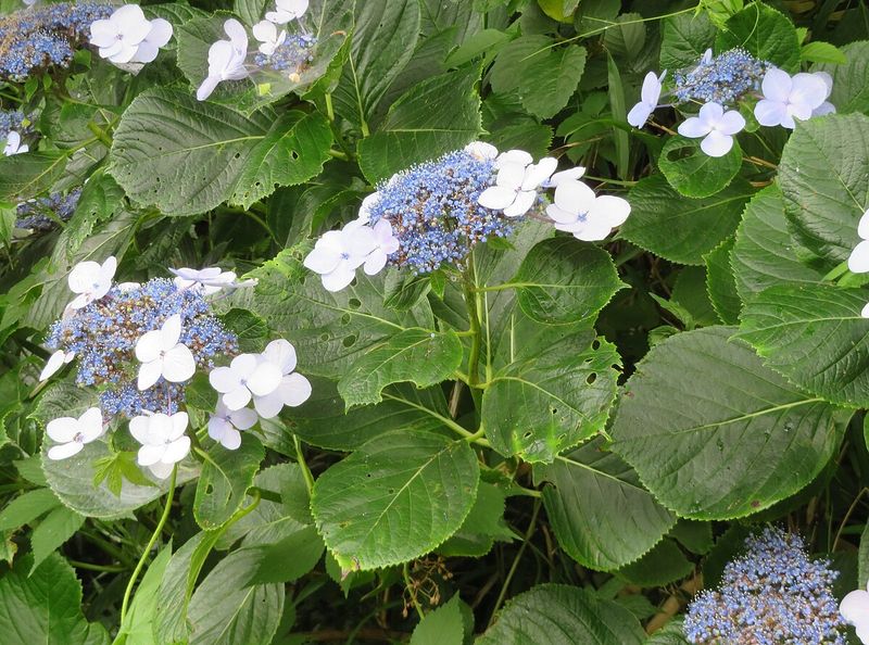 The Surprise of Hydrangea Tea