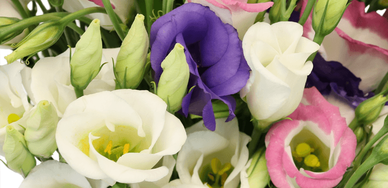 Lisianthus (Eustoma)
