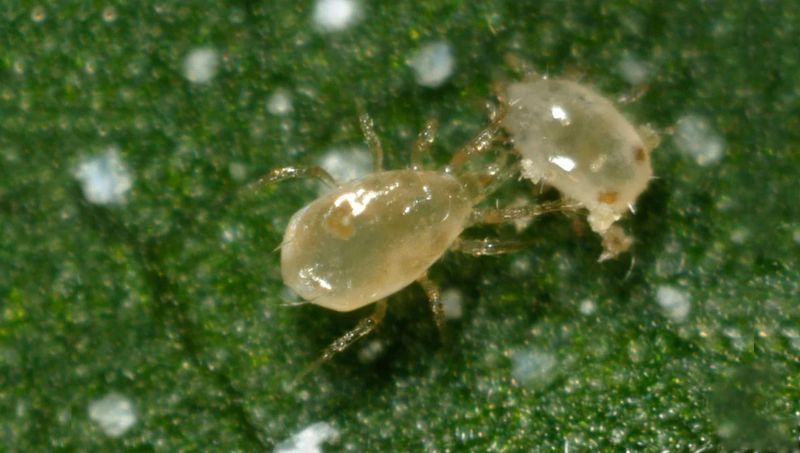 Tarsonemid Mites (Broad Mites & Cyclamen Mites)