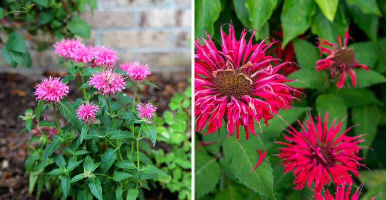 I Grew 17 Bee Balm Plants for 2 Years – These Secrets Create Bushiest Growth
