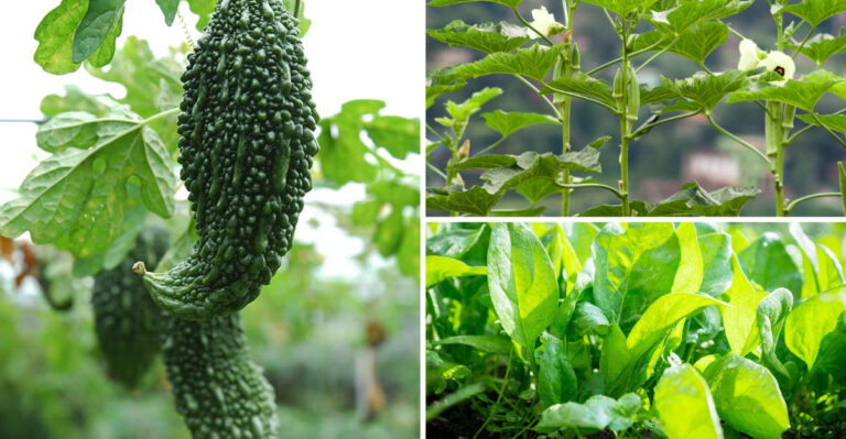 I Grew 17 Blood Sugar Vegetables for 6 Months – Here’s What Happened