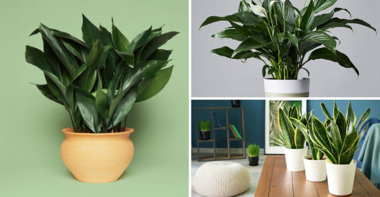 I Grew 25 Plants in My Windowless Basement – These 17 Actually Survived
