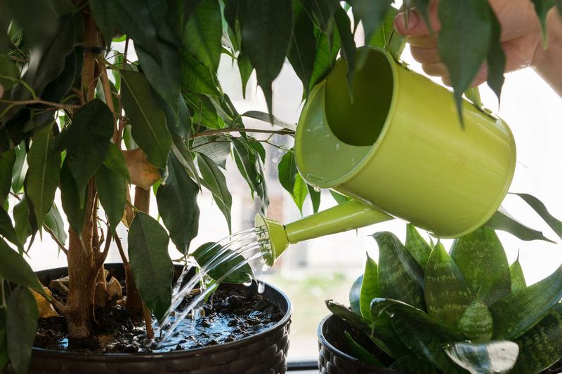 Overwatering Woes