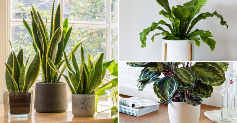 I Killed 17 Houseplants With Too Much Sun Before Learning This Truth