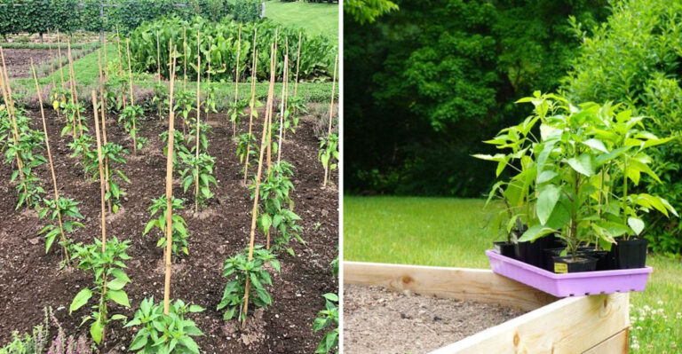 I Killed 27 Jalapeño Plants Before Learning These 15 Game-Changing Secrets