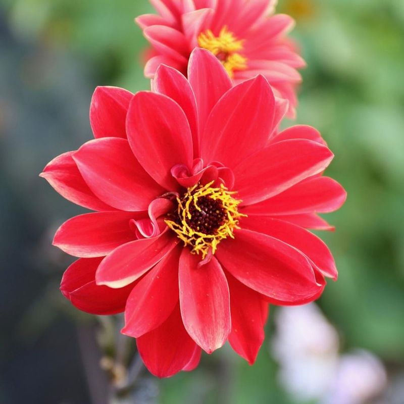 Dahlia 'Bishop of Llandaff'