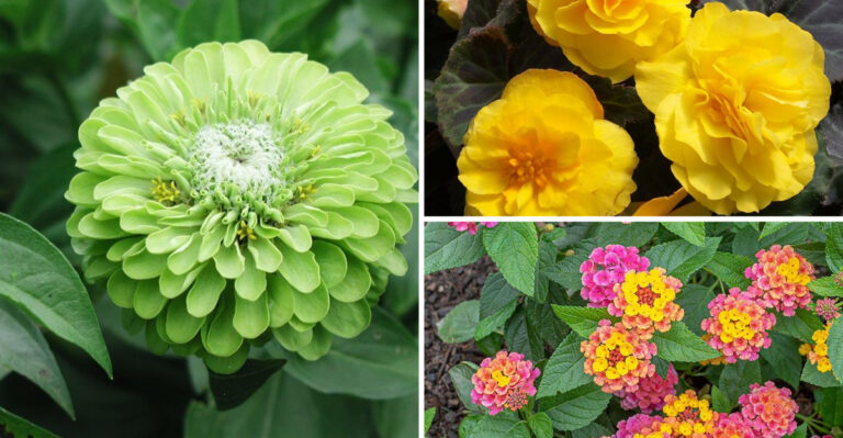 I Planted 19 Summer Bloomers – These Are the Real Show Stoppers