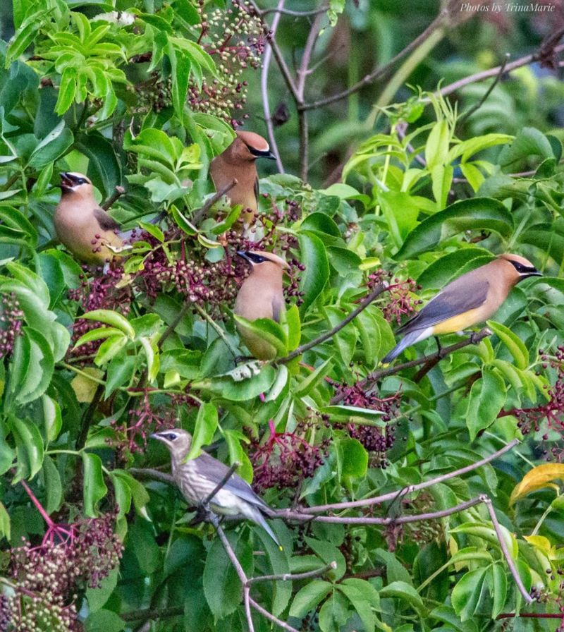 Elderberry Bush