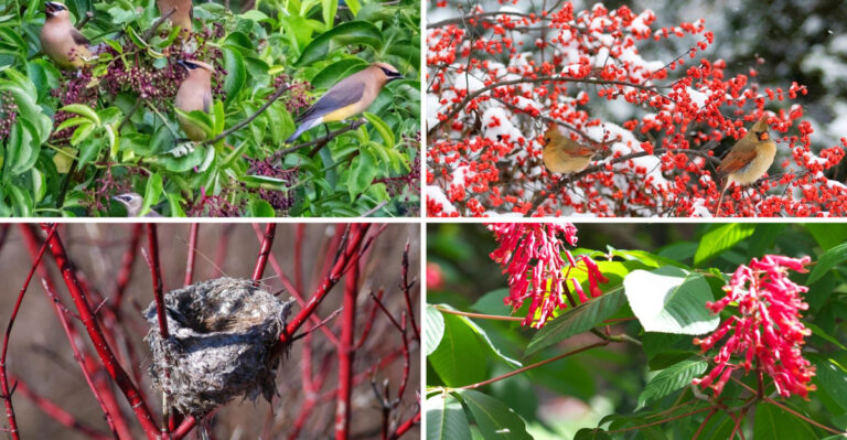 I Planted 23 Songbird Shrubs in My Garden – The Results Were Magical