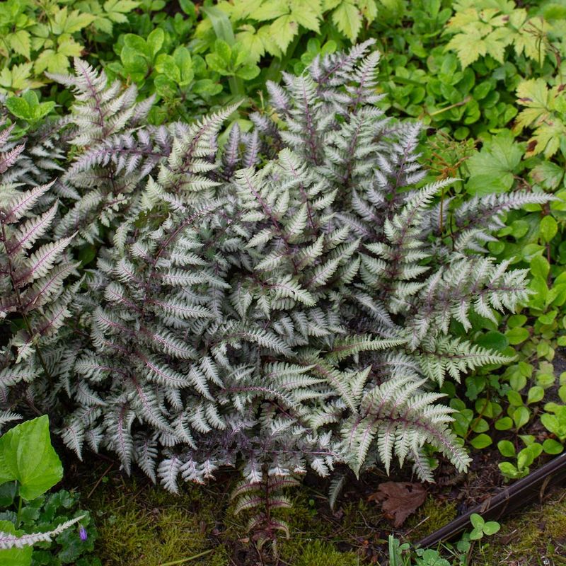 Japanese Painted Fern (Athyrium niponicum)