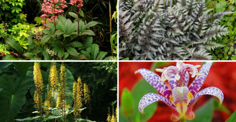 I Planted 23 Tall Shade Perennials in My Dark Yard – These 16 Thrived Beyond Belief