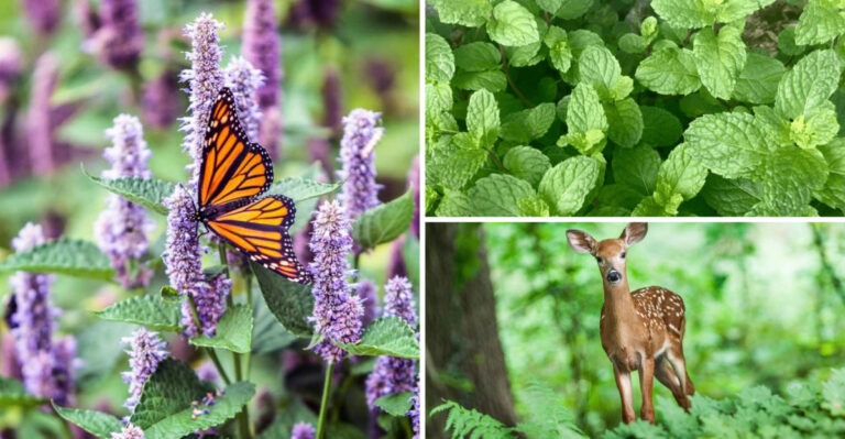 I Planted Peppermint by My Front Door for 6 Months – These 17 Changes Shocked Me