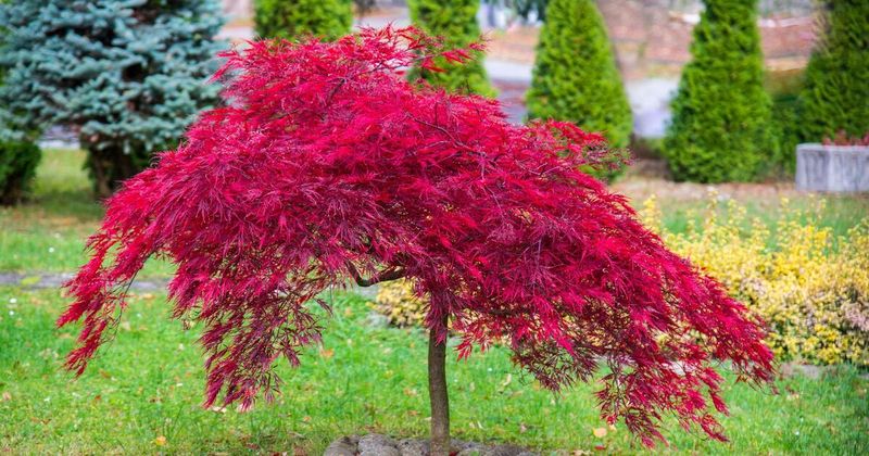 Japanese Maple