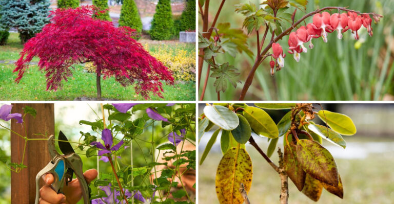 I Pruned 25 Plants This Spring – These 16 Nearly Died From One Cut