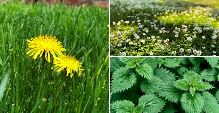 I Stopped Pulling 7 ‘Weeds’ for One Season – My Garden Transformed