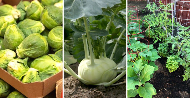 I Tested 21 Plant Combinations So You Don’t Have To – These Kill Tomatoes