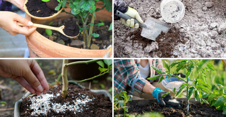 I Tested 23 Natural Soil Boosters – These 17 Actually Work