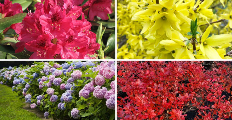 I Tested 23 Shrubs for Continuous Color – The Results Were Stunning