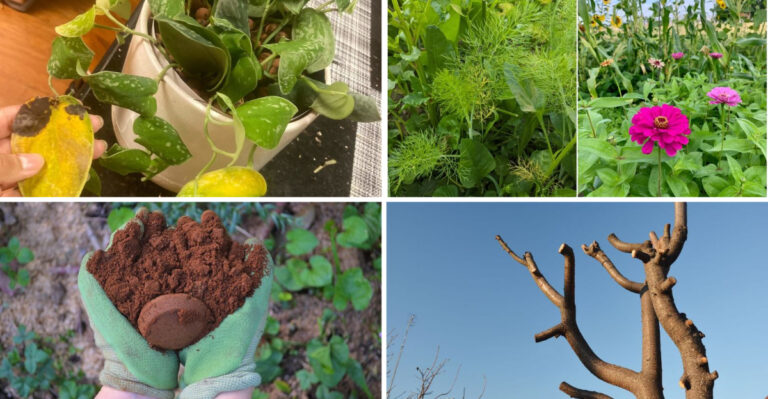 I Tried 27 Popular Gardening Tips – These 19 Nearly Destroyed My Garden