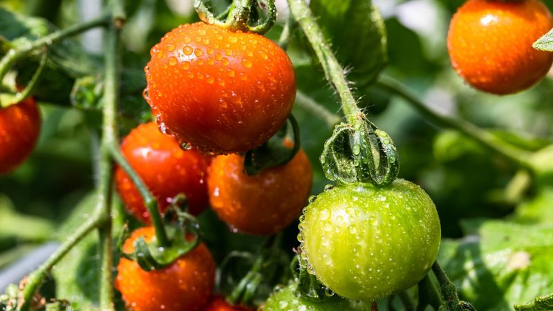 Tomatoes Became Disease-Free Powerhouses