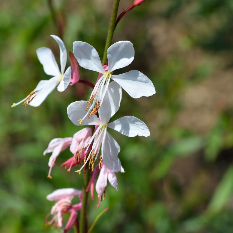 Gaura (Whirling Butterflies)