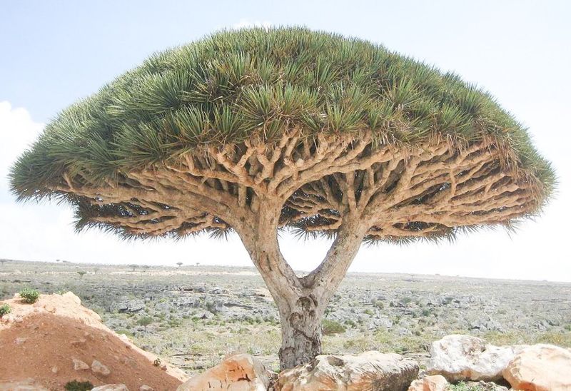 Dragon’s Blood Tree (Dracaena cinnabari)