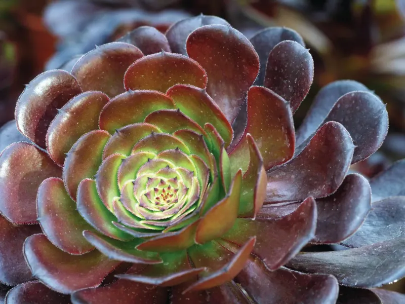 Aeonium