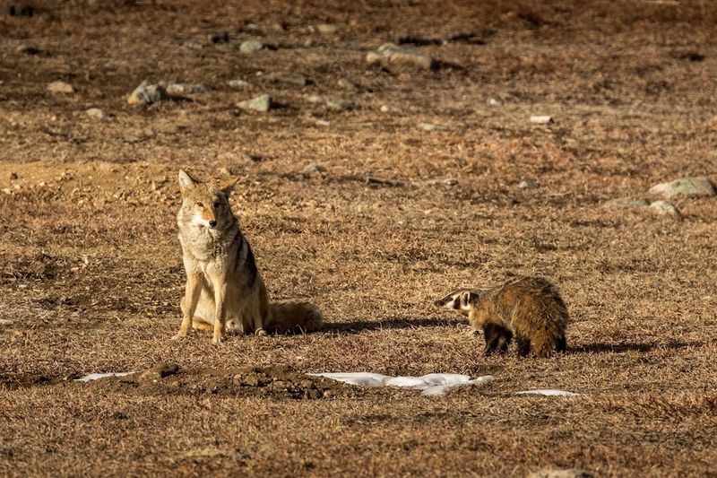 Oklahoma Plains Communities Battle Coyote Expansion