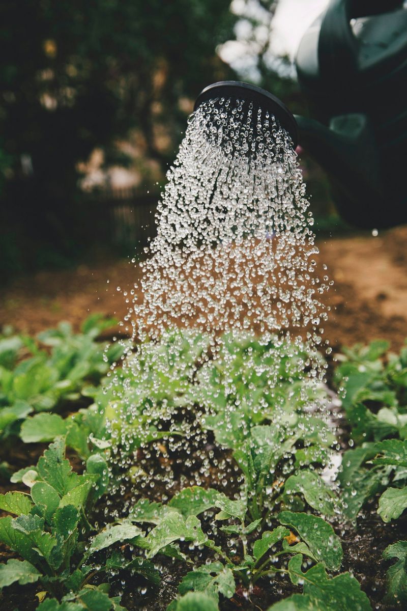 Overwatering Due to Dry Climate