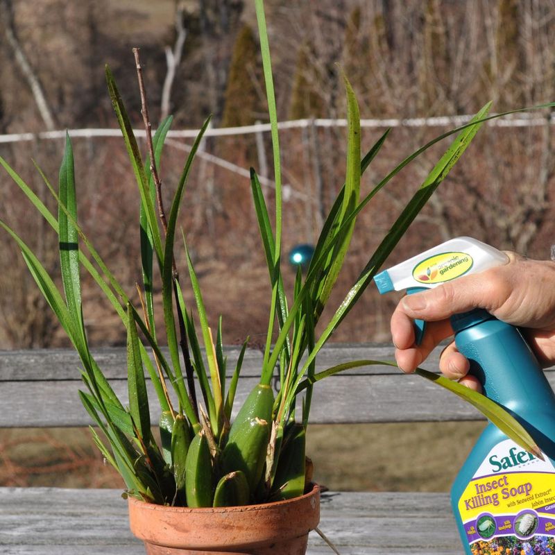 Overusing Pesticides