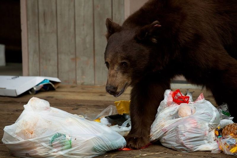 Improper Garbage Disposal