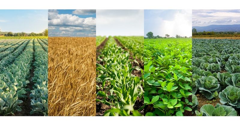 Failing to Rotate Crops