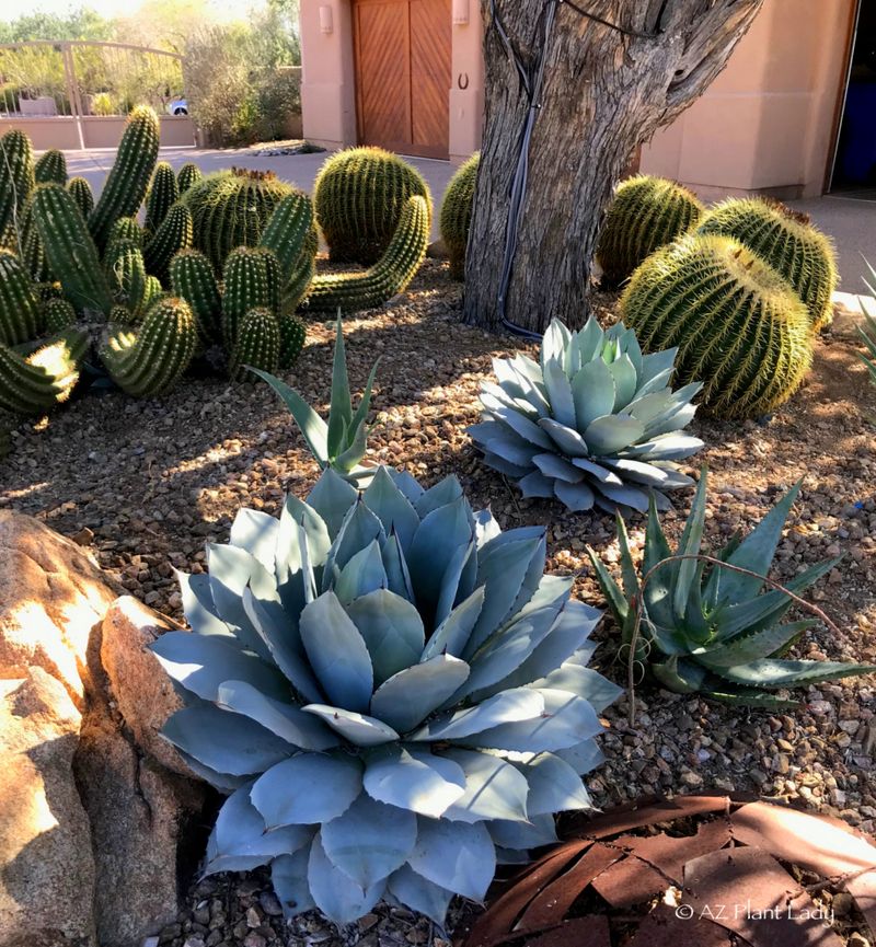 High Maintenance Plant Choices