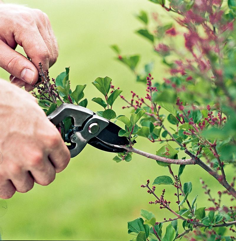 Neglecting Pruning Needs
