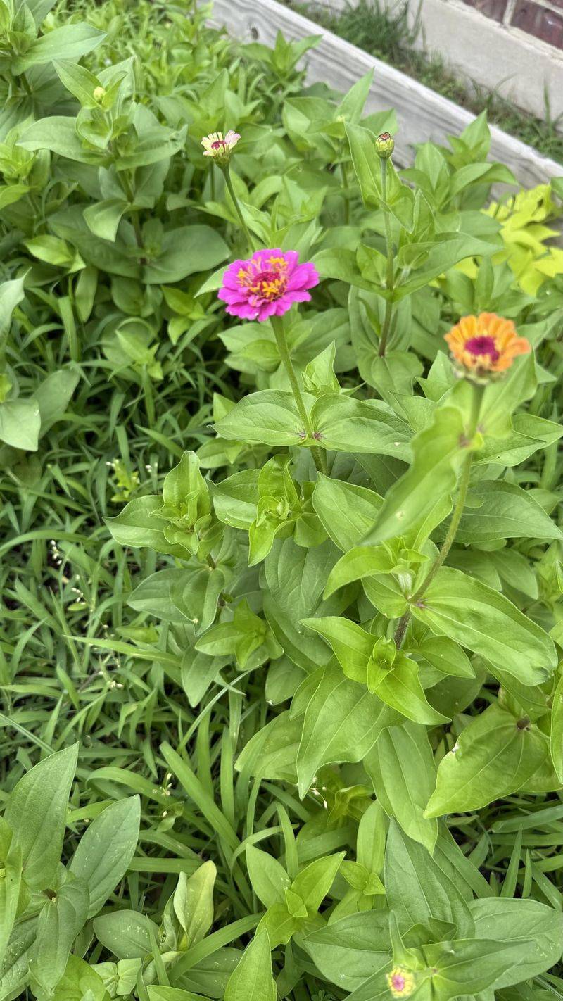 Failing to Control Weeds