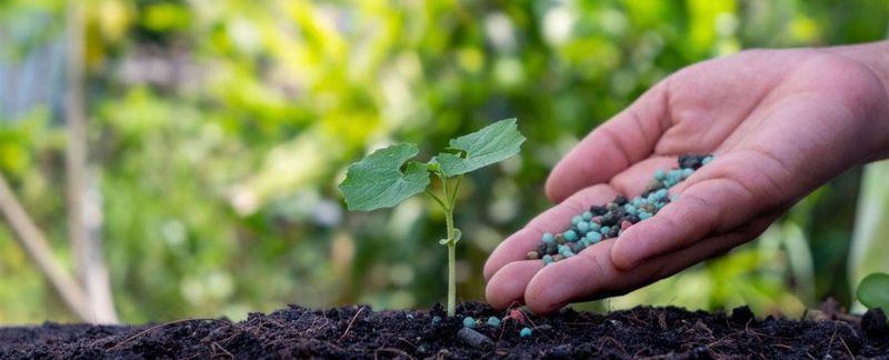 Wrong Fertilizer Choice