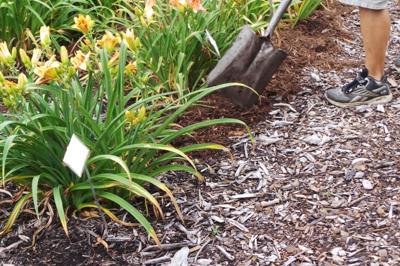 Skipping Mulch Renewal